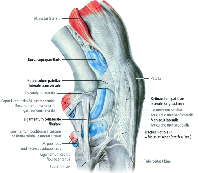 Abb. 2 8 Lagerung und Anatomie des Kniegelenks in Ansicht von