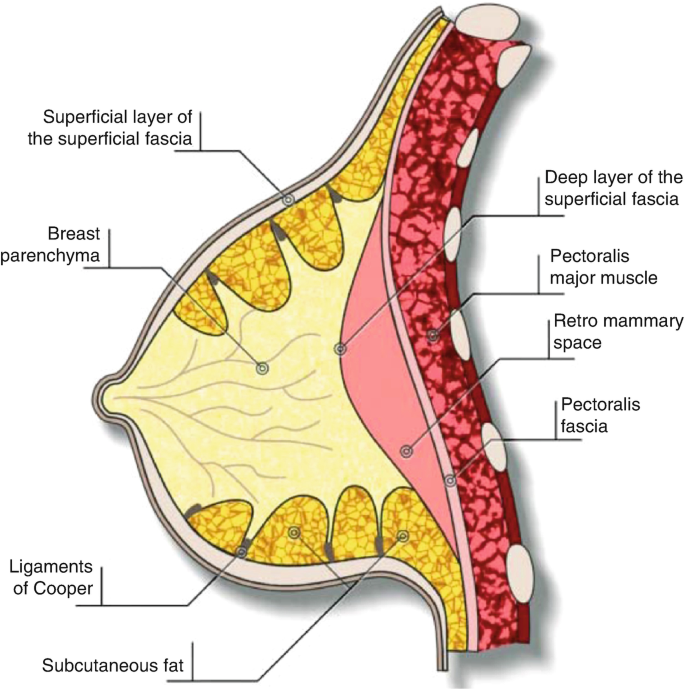 1: Simplified diagram of the anatomy of the breast, including the
