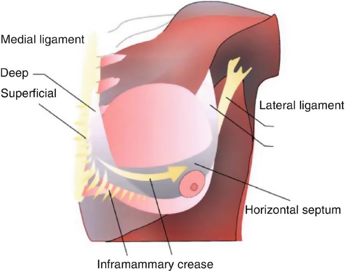 Anatomical diagram of the normal breast showing the distribution of