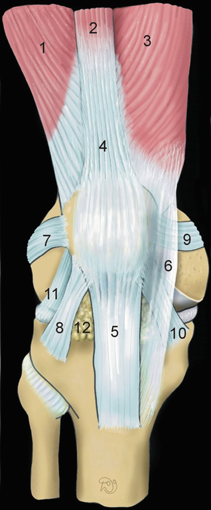 Abb. 2 8 Lagerung und Anatomie des Kniegelenks in Ansicht von
