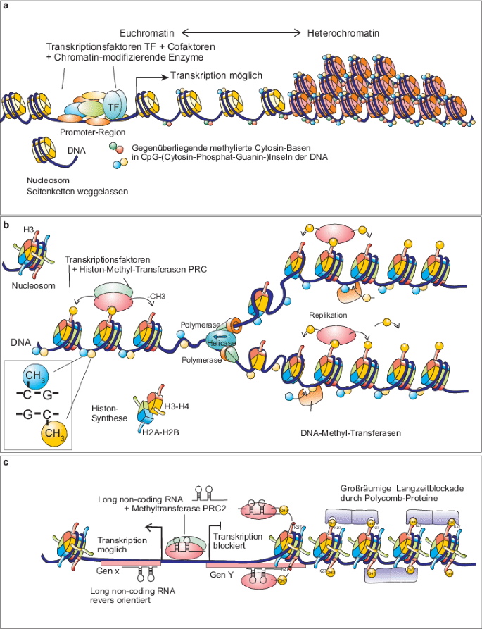 Entwicklung und Gene: Genetische und epigenetische Mechanismen der  Differenzierung | SpringerLink