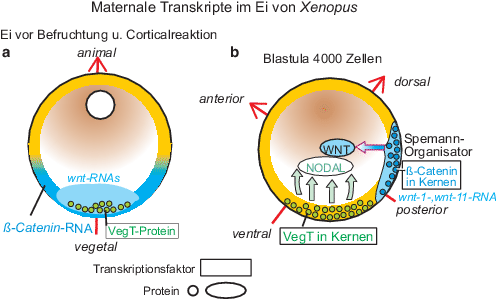 Diagramm der externen Befruchtung