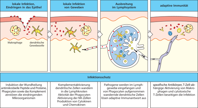 Die Dynamik der angeborenen und adaptiven Immunantwort | Springer Nature  Link