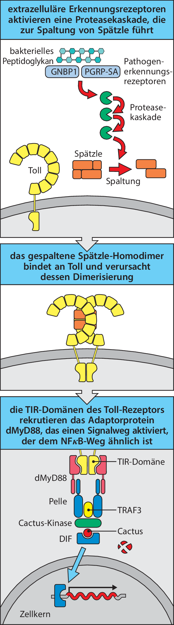 figure 24