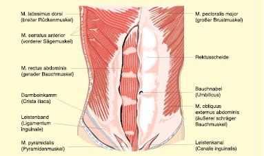 Biomechanische Betrachtung des Rückenschmerzes infolge funktionsschwacher  Schulter- und Hüftgelenke | SpringerLink