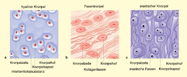 elastisches Knorpelgewebe