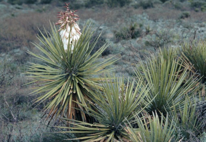 Yucca AGAVACEAE | SpringerLink