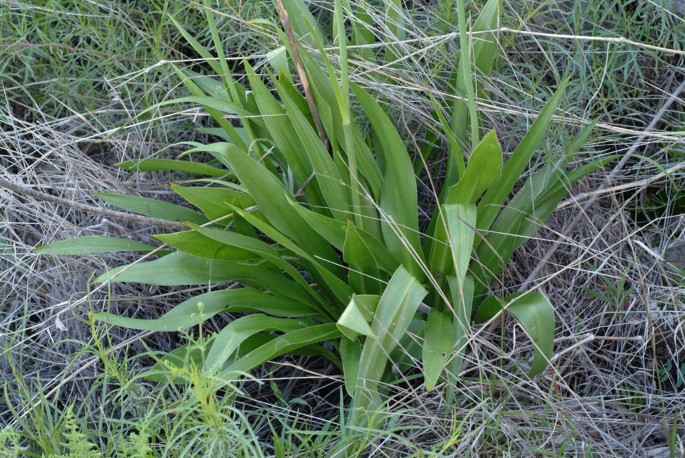 PDF) The Effects of Agave fourcroydes Powder as a Dietary