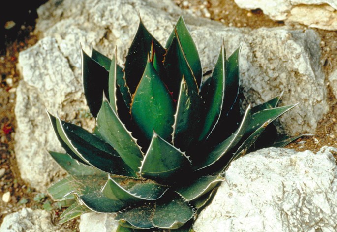 Agave AGAVACEAE