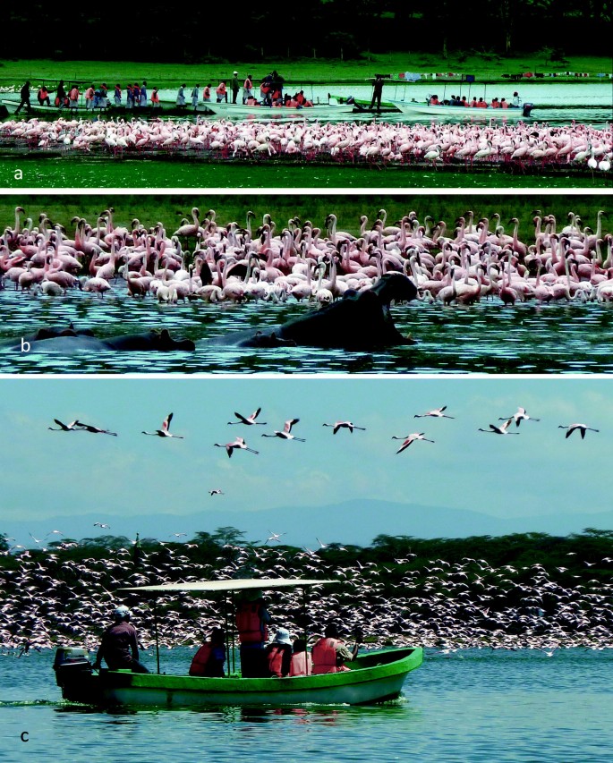 Ostafrika Zentrum Der Rastlosen Zwergflamingos Springerlink