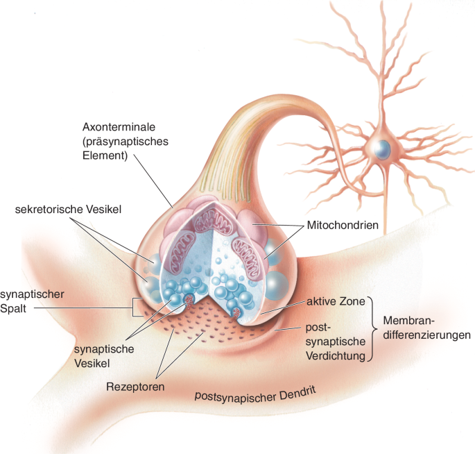 synaptische Vesikel
