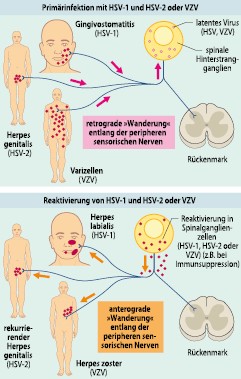 Virusinfektionen | SpringerLink
