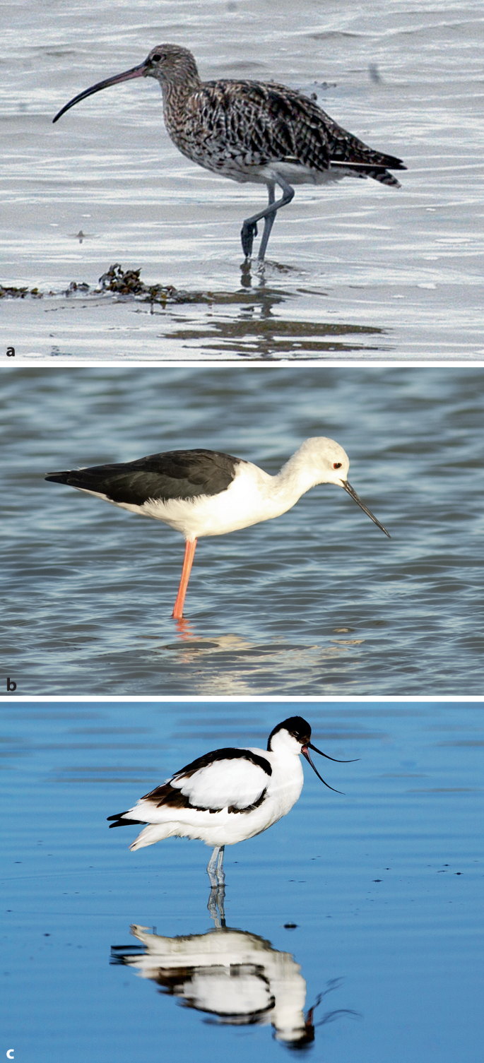 Taxonomie, Systematik und Evolution der Vögel | Springer Nature Link  (formerly SpringerLink), image size:685x1505