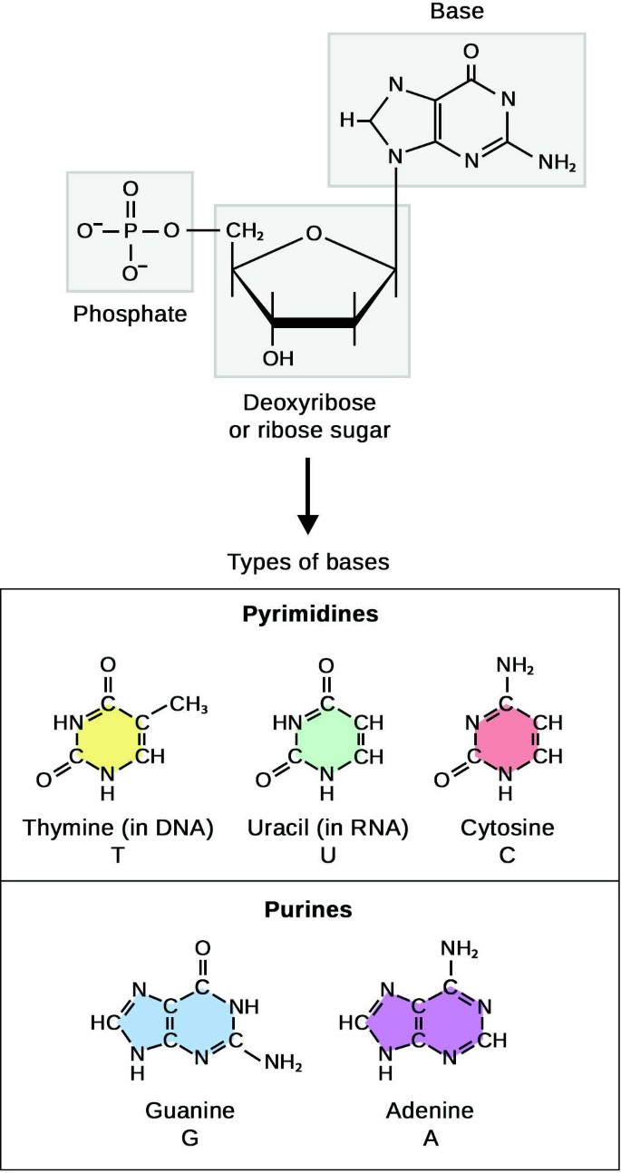 Polymerase Chain Reaction | SpringerLink Polymerase Chain Reaction | SpringerLink