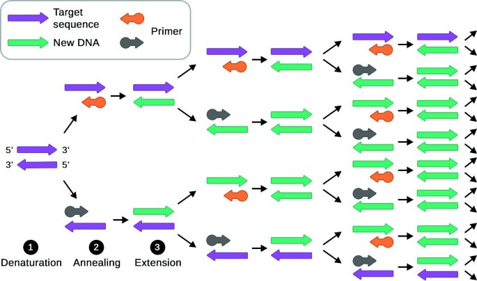 Polymerase Chain Reaction | SpringerLink Polymerase Chain Reaction | SpringerLink
