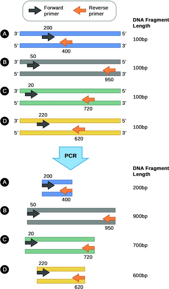 Polymerase Chain Reaction | SpringerLink