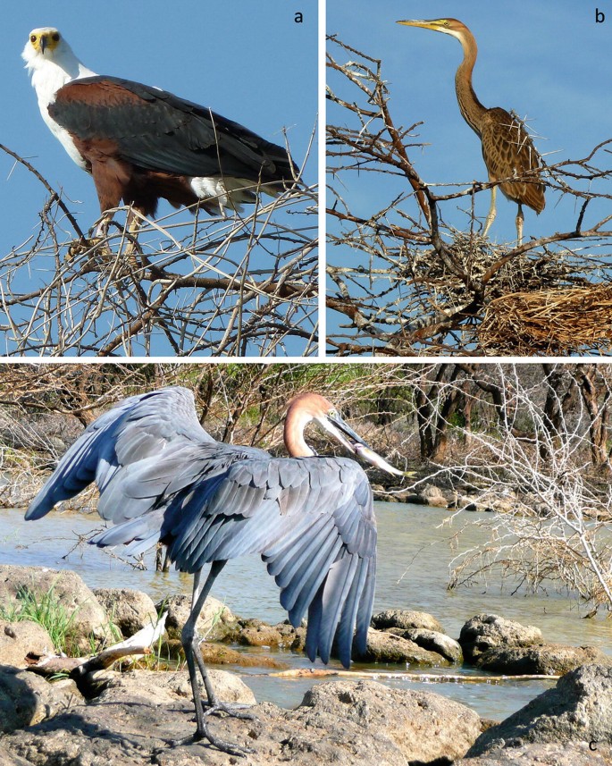 East Africa: Hub of the Unresting Lesser Flamingo