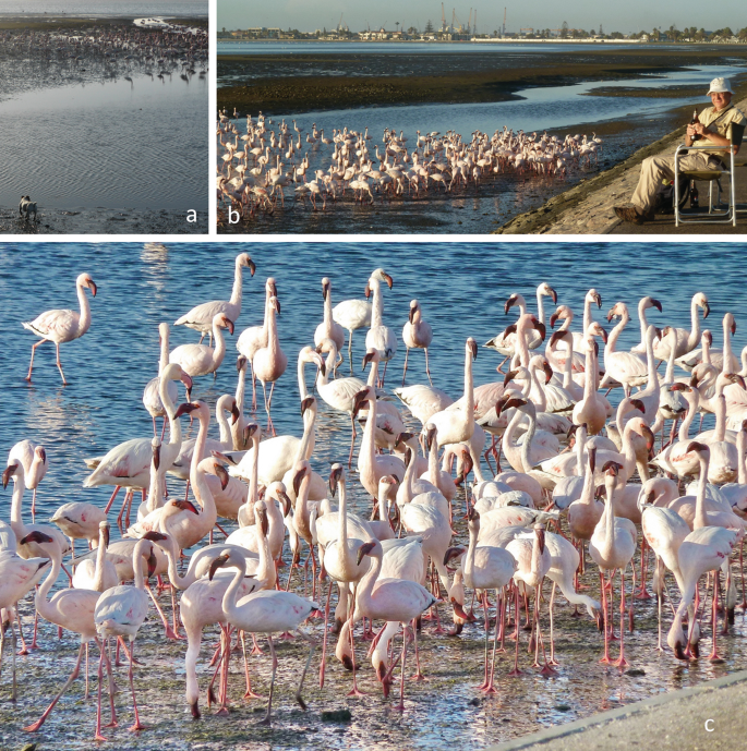 Southern Africa: The Call of the Flamingo Feather | SpringerLink