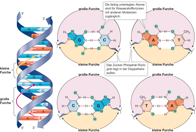 DNA und ihre Funktion bei der Vererbung | SpringerLink