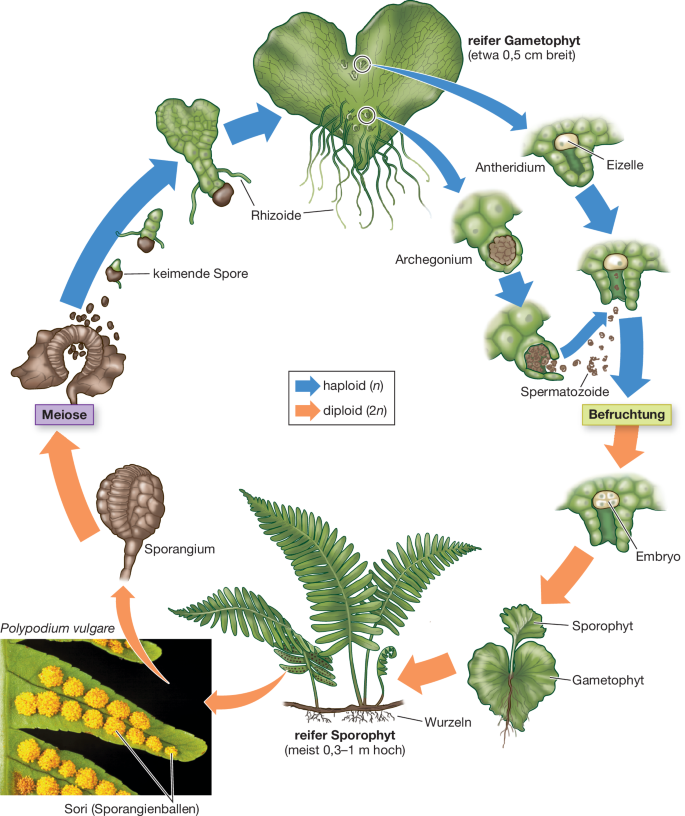 Samenlose Pflanzen: bergang vom Wasser ans Land | Springer Nature Link