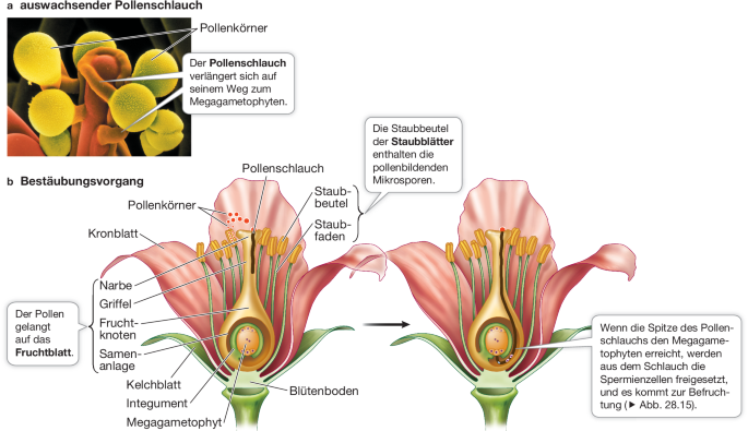 Die Evolution der Samenpflanzen | SpringerLink