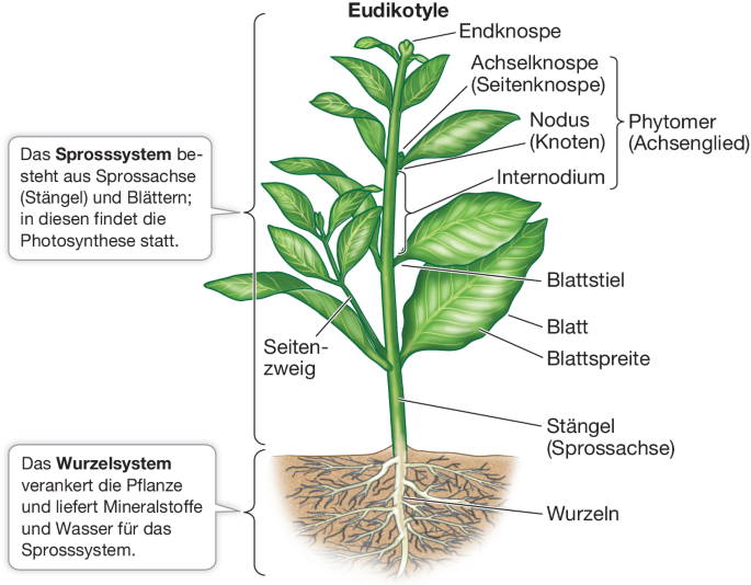Der Pflanzenkörper | SpringerLink