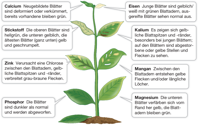 Mineralstoffversorgung der Pflanzen | SpringerLink