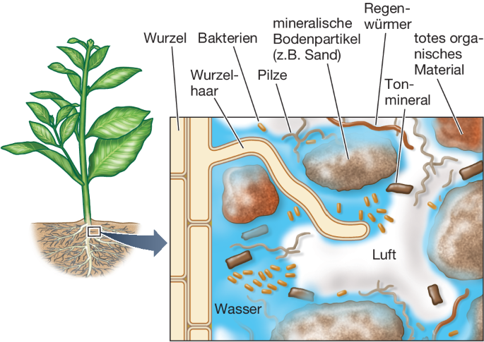 Mineralstoffversorgung der Pflanzen | SpringerLink
