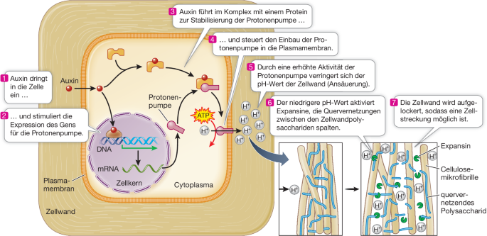 Regulation des Pflanzenwachstums | Springer Nature Link