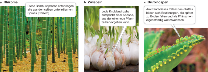 Fortpflanzung bei Bltenpflanzen | Springer Nature Link