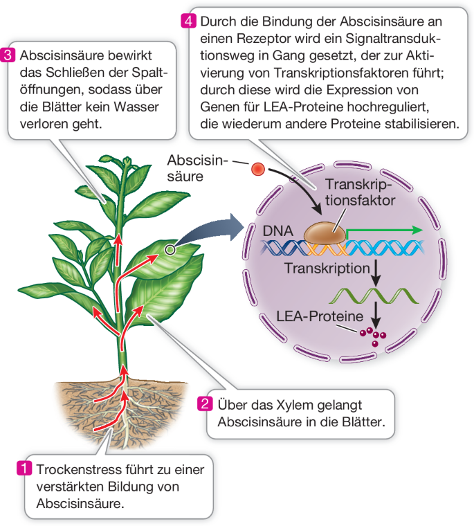 Reaktionen der Pflanze auf Umweltstress | SpringerLink