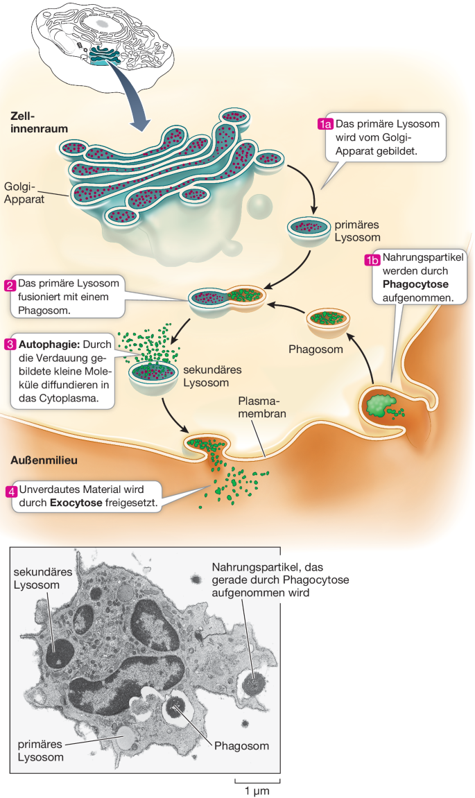 Zellen: die kleinsten Einheiten des Lebens | Springer Nature Link (formerly  SpringerLink), image size:685x1151
