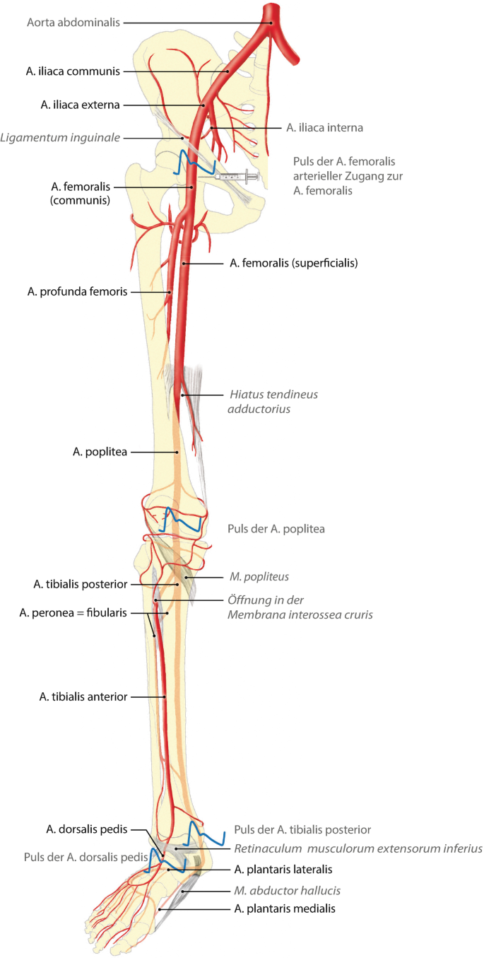 Anatomie der Arterien | SpringerLink