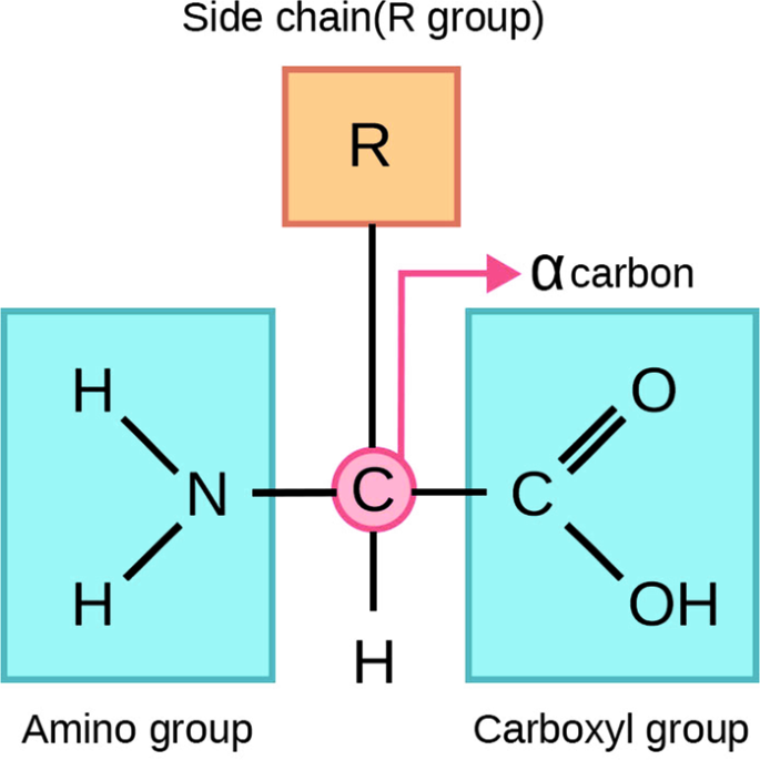 Overview of common functional groups - Labster