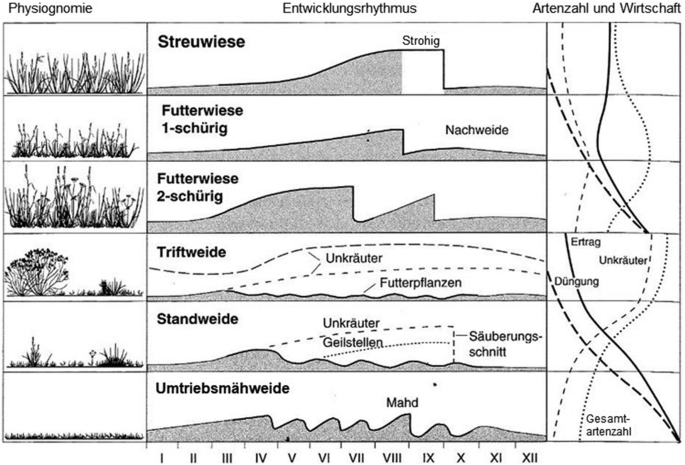 Wiesen und Weiden mesophiler, feuchter und kalkhaltiger Standorte |  Springer Nature Link