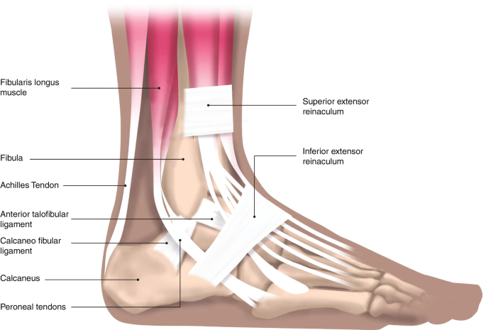 medial ankle ligaments