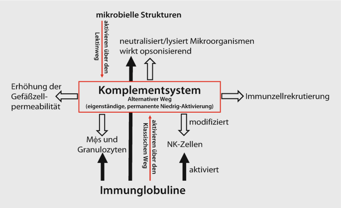 Die Abwehrreaktion des angeborenen Immunsystems: Einflüsse von  Lebensmittelkomponenten auf die frühe Phase der Immunantwort | SpringerLink