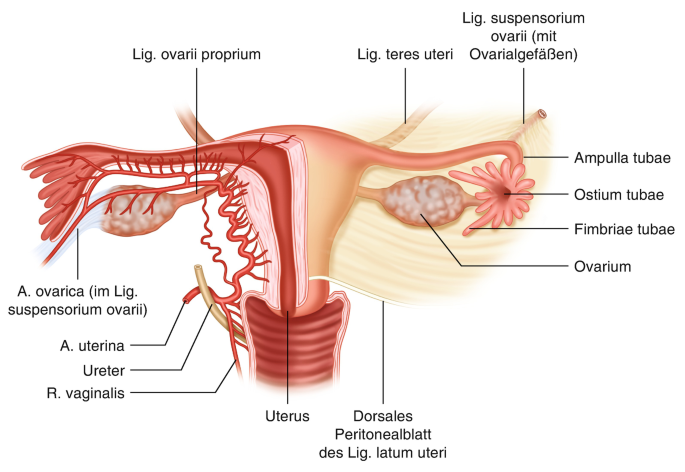 Anatomie der Brust und der weiblichen Genitalorgane | SpringerLink