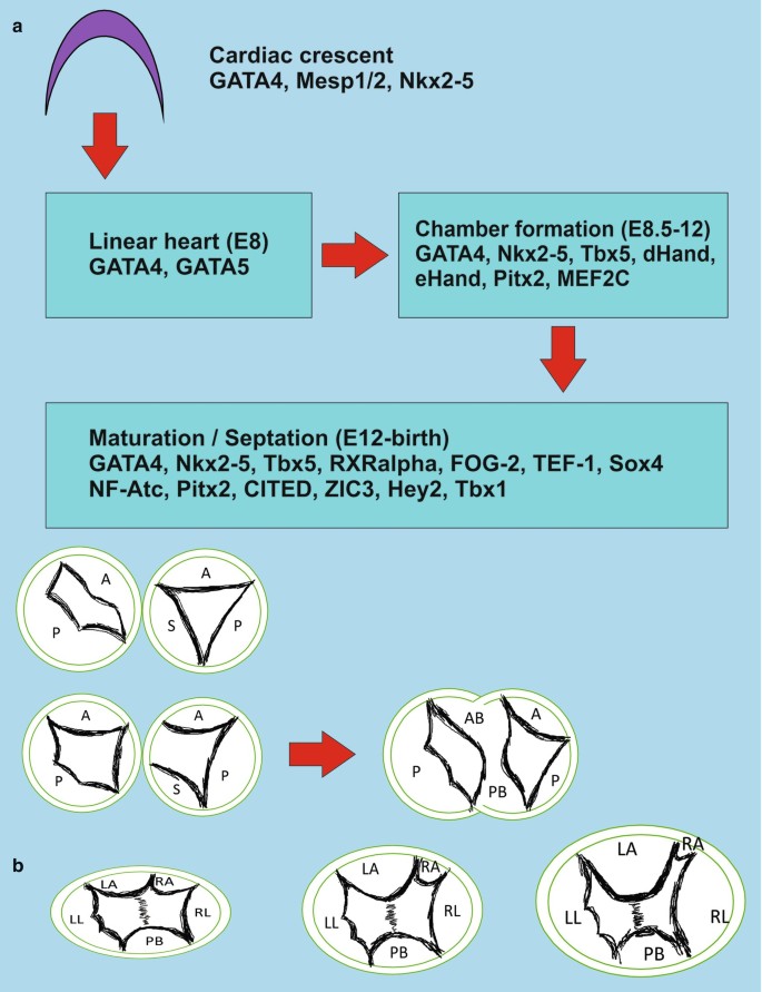 Genetic Profile Refines Risk of SCD in Patients with Left Ventricular  Systolic Dysfunction - Physician's Weekly