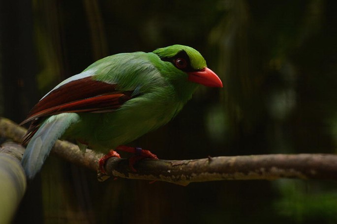 Vogelbestände in Tiergärten – Entwicklungen und Tendenzen
