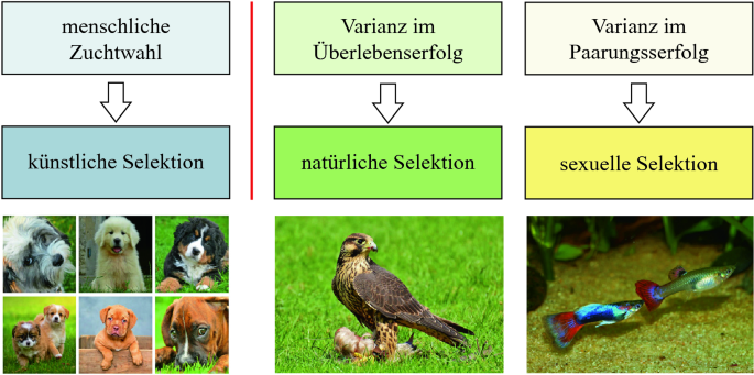 Verhalten, Evolution und Life Histories | Springer Nature Link