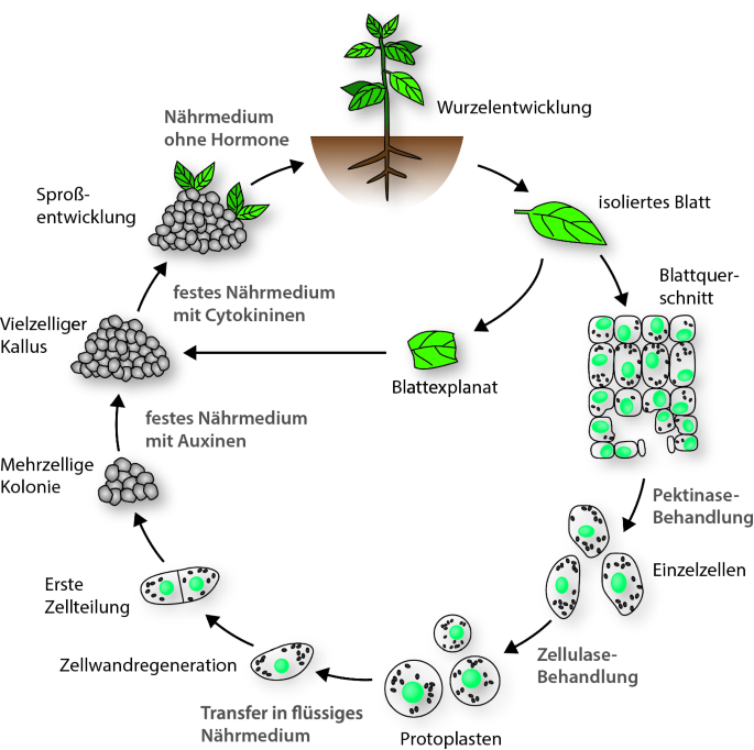 Herstellung, Nachweis und Stabilität von transgenen Pflanzen | SpringerLink