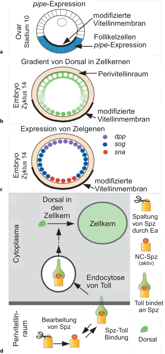 a ßh¿?, image size:685x1470