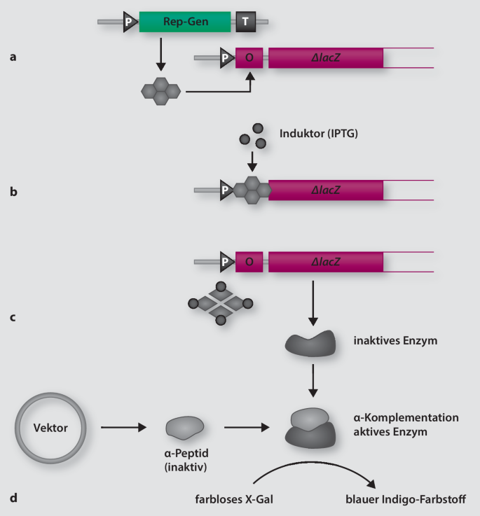 Molekulare Struktur und Regulation prokaryotischer Gene | SpringerLink