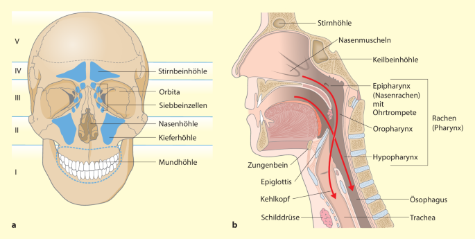 Hals-Nasen-Ohren-Chirurgie | SpringerLink