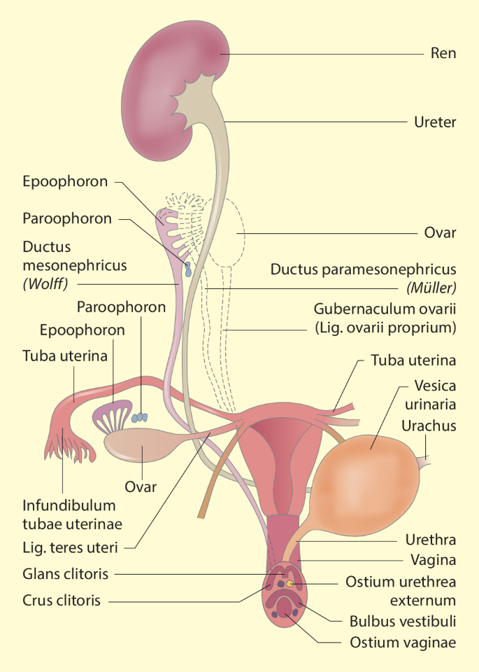 Urologie | SpringerLink