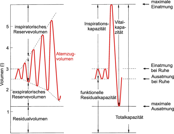 Alveolarepithel markiert