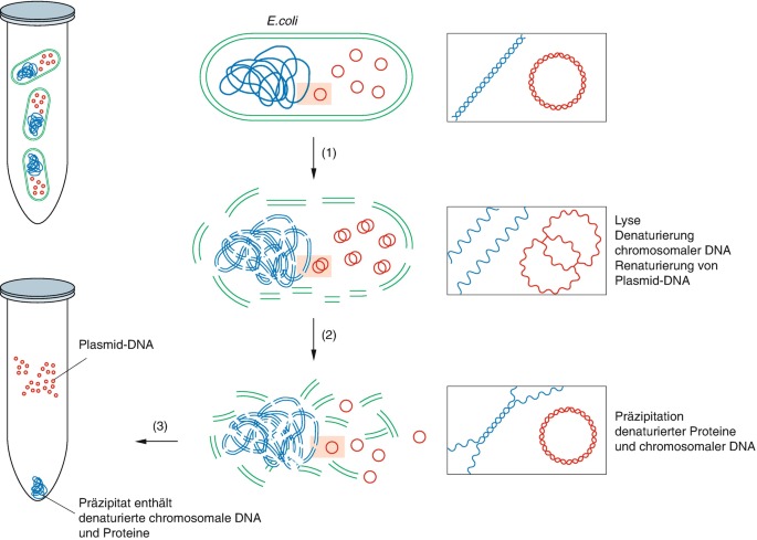 Isolierung und Reinigung von Nucleinsuren | Springer Nature Link
