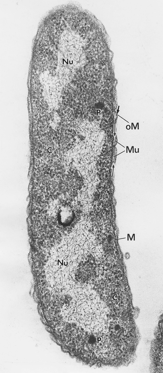 Stammesgeschichte und Systematik der Bakterien, Archaeen, „Pilze“, Pflanzen  und anderer photoautotropher Eukaryoten | Springer Nature Link (formerly  SpringerLink), image size:685x1561
