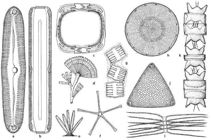 Stammesgeschichte und Systematik der Bakterien, Archaeen ...